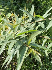 Salix triandra