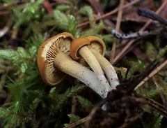 Calocybe naucoria