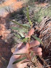 Eucalyptus rigidula rigidula