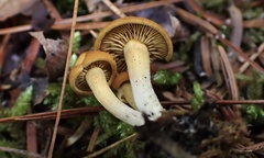 Calocybe naucoria