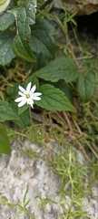 Dichodon cerastoides