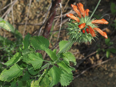 Leonotis ocymifolia