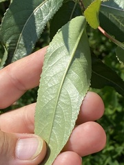 Salix triandra