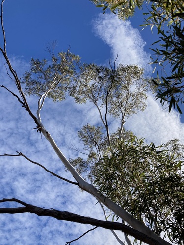 Image of Newman Rock Mallee by (c) Thomas Mesaglio, some rights reserved (CC BY)
