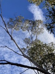 Eucalyptus rigidula rigidula