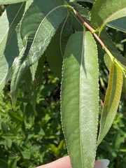 Salix triandra