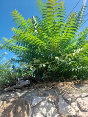 Ailanthus altissima