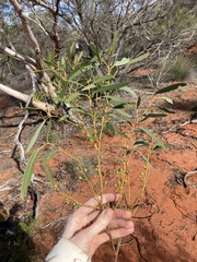 Eucalyptus rigidula rigidula