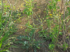 Afrosciadium caffrum