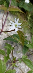 Dichodon cerastoides