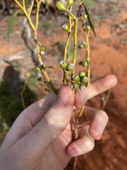 Eucalyptus rigidula rigidula