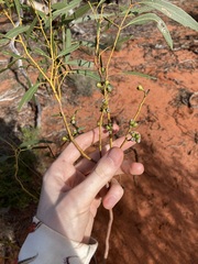 Eucalyptus rigidula rigidula