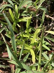 Diplacrum caricinum
