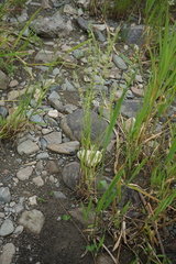 Beckmannia syzigachne