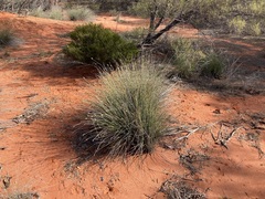 Ecdeiocolea monostachya
