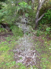 Pittosporum turneri
