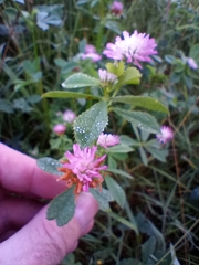 Trifolium resupinatum