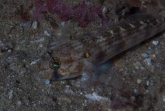 Gnatholepis cauerensis