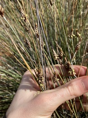 Ecdeiocolea monostachya