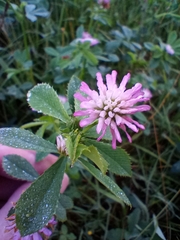 Trifolium resupinatum
