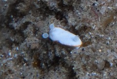 Goniobranchus albonares