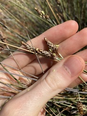 Ecdeiocolea monostachya