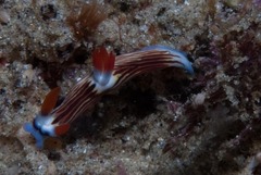 Nembrotha aurea
