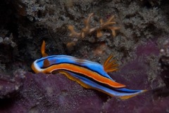 Chromodoris hamiltoni