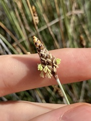 Ecdeiocolea monostachya