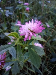 Trifolium resupinatum
