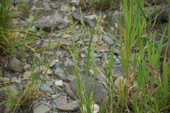 Beckmannia syzigachne