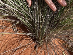 Ecdeiocolea monostachya