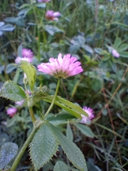 Trifolium resupinatum