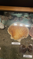 Pecten