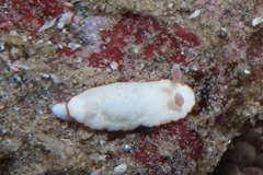 Verconia sudanica