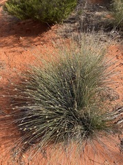 Ecdeiocolea monostachya