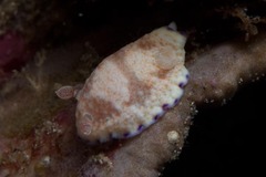 Goniobranchus alius