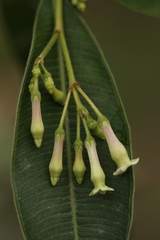 Alstonia neriifolia