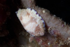 Goniobranchus alius