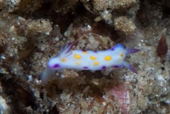 Hypselodoris pulchella