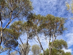 Eucalyptus rigidula rigidula