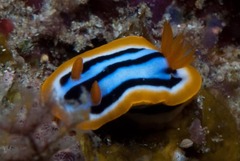 Chromodoris celinae