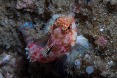 Synchiropus stellatus