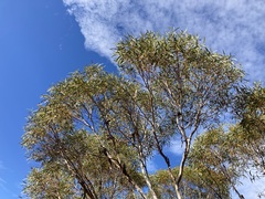 Eucalyptus rigidula rigidula
