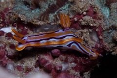 Hypselodoris regina