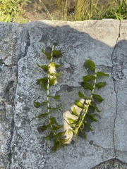 Potamogeton perfoliatus