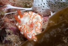 Ardeadoris symmetrica