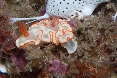 Ardeadoris symmetrica