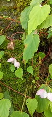 Begonia dioica