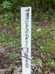 Pittosporum turneri
